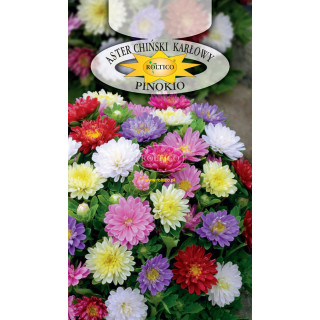 Aster chiński karłowy PINOKIO Mieszanka 0,5g ROLTICO