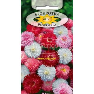 Stokrotka pospolita monstosa
