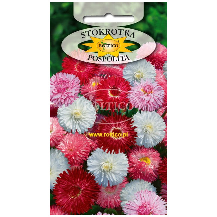 Stokrotka pospolita monstosa