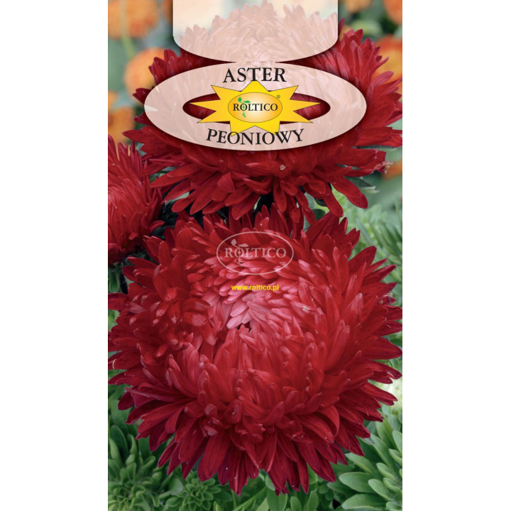 Aster peoniowy chiński czerwony 1g
