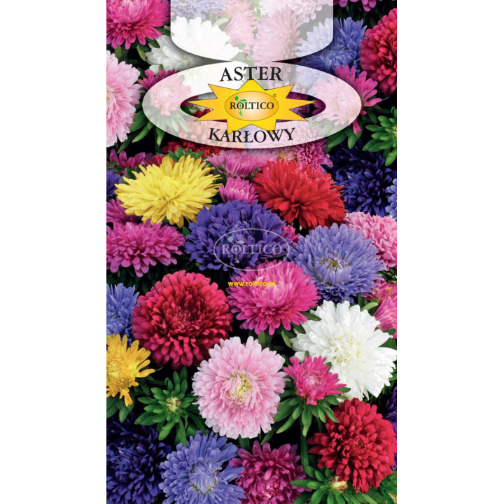 Aster karłowy Mieszanka 1g ROL