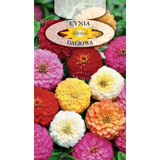 Cynia wytworna daliowa Mieszanka 1g ROL